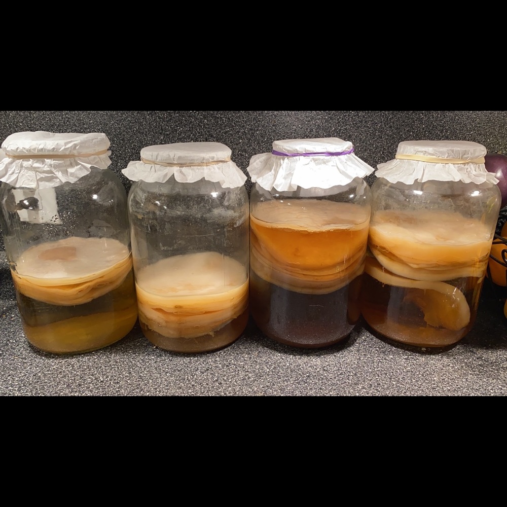 Kombucha Scoby